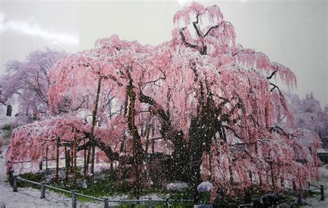Snow On Cherry Blossoms In Nagano — 5 Things I Learned Today
