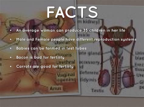 Fun Facts About Reproductive System Departurebaby