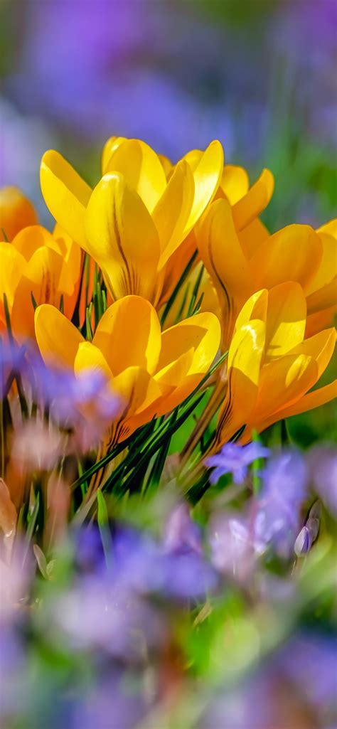 Saffron Flowers Wallpaper 4k Yellow Flowers Crocus Flower Bokeh