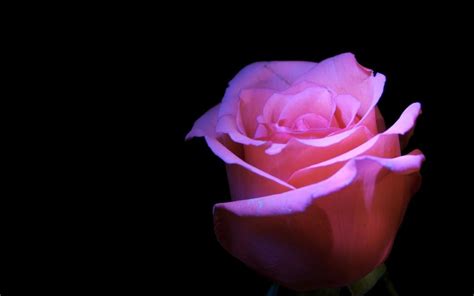 Pink Rose Flower Black Background Wallpaper Flowers Wallpaper Better