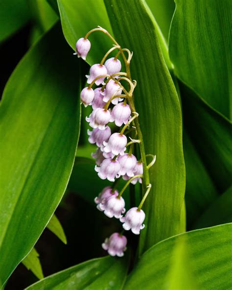 Convallaria Majalis Rosea Pips — Buy Pink Lily Of The Valley Online