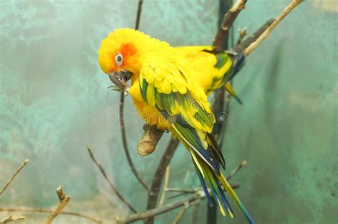 Colorful Yellow Parrot Stock Photo Image Of Cute Animal 85070294
