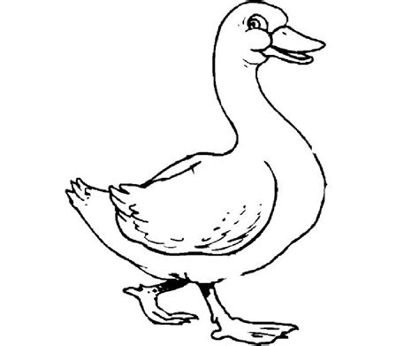 Mallard Duck Coloring Pages Printable Coloring Pages