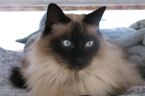 Balinese Cat Picture 6199 Pet Gallery