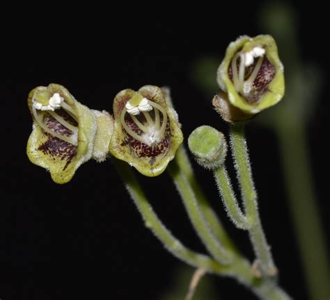 Rhytidophyllum Tomentosum 10 Seeds Very Rare Gesneriaceae