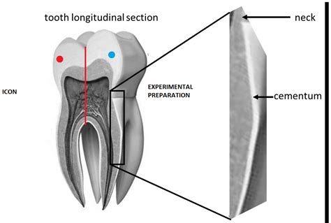 Coatings Free Full Text Evaluation Of Infiltrant Application In The