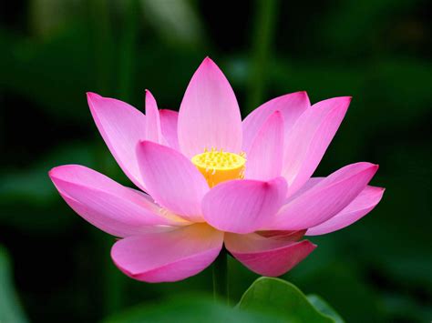 🔥 Download Lotus Flower Wallpaper By Robinthompson Lotus Flower