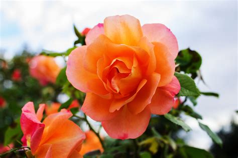 Free Images Blossom Petal Orange Red Flora Flower Garden