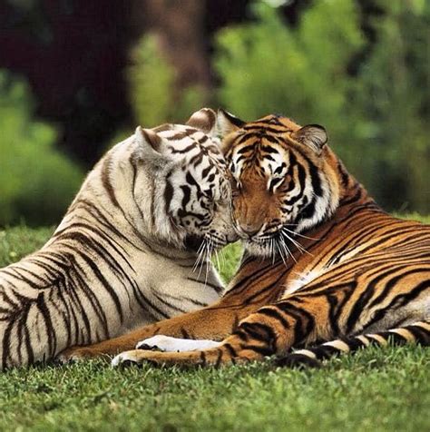 I Love Tigers Rar Tiger Love Tiger Pictures Bengal Tiger