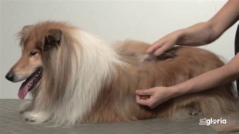 Cómo quitar el pelo muerto del perro lilimpieza com