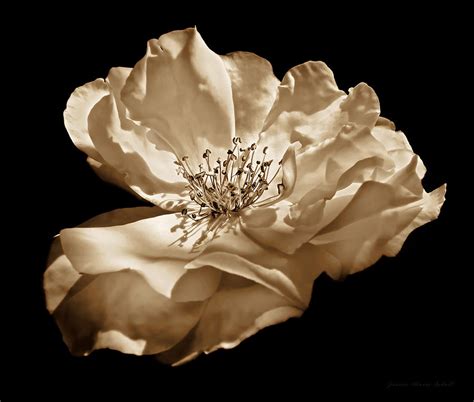 Rose Flower Full Bloom Sepia Photograph By Jennie Marie Schell Fine