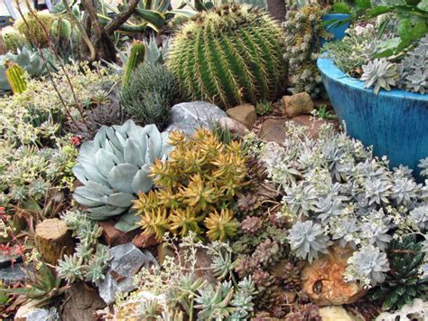 Yes, a cactus can live in a terrarium. Cacti and Succulents for Beginners Living in Climatically ...
