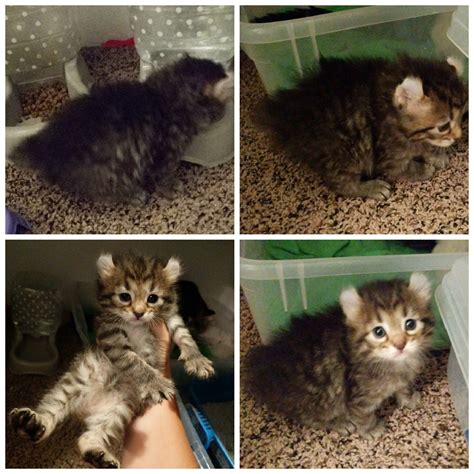 These adorable kittens are available for adoption in cleveland, ohio. Highland Lynx Cats For Sale | Toledo, OH #278288 | Petzlover