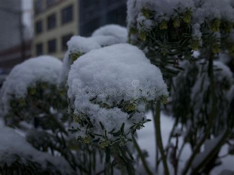 Flowers Covered In Fresh Snow Stock Photo Image Of Extreme Lifestyle