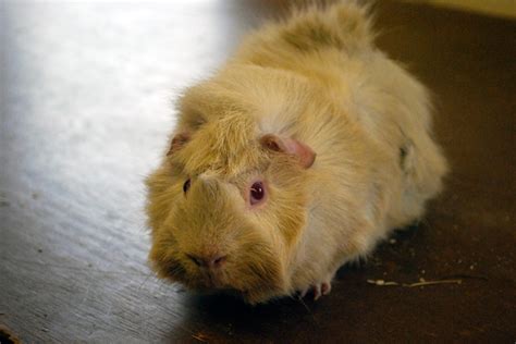 Guinea Pig Or Hamster Pet Orb