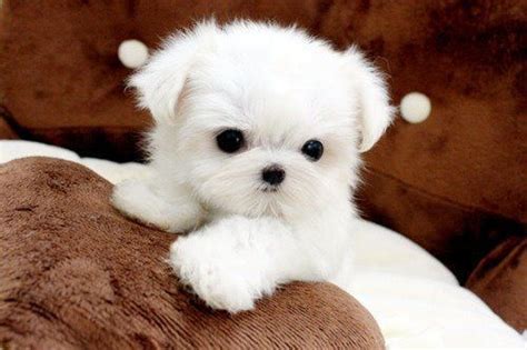 Cute White Fluffy Puppy Cute Dogs Teacup Puppies Cute Animals