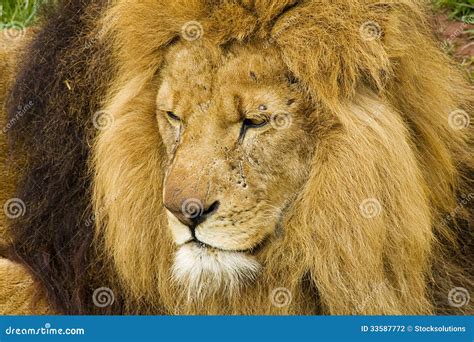 Lion Big Cat Stock Photo Image Of Creature Calm Alpha 33587772
