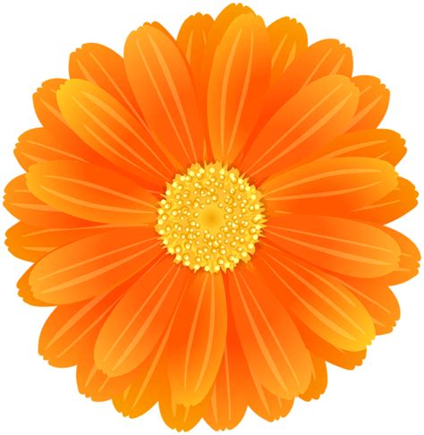 An Orange Flower On A White Background
