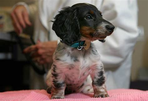 Dogs with cushing's disease require a diet with ratios of fat, protein, and carbohydrates different from that of a dog without this disease. Diseases Dogs Are Most Likely to Catch from Other Dogs | PetMD