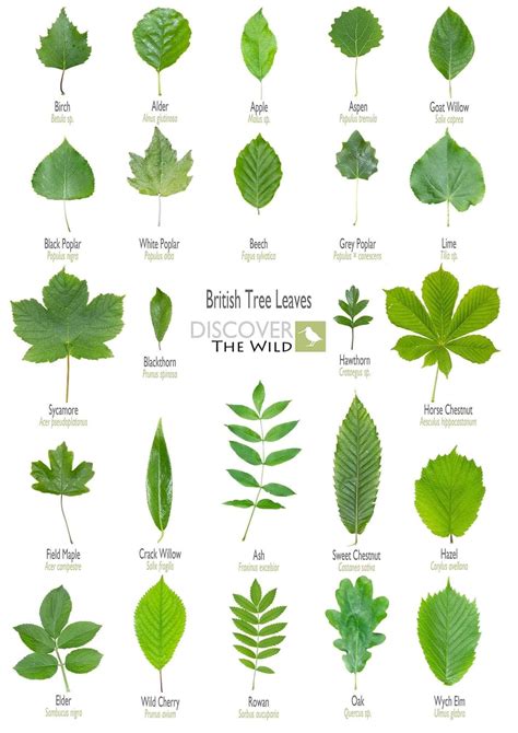Plant Identification Tree Leaf Identification Leaf Identification