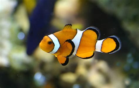 I found nemo by michael_hamburg69. False Percula Clownfish - Denver Zoo