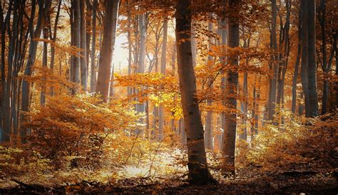 Wallpaper Sunlight Trees Landscape Lights Forest Fall Nature