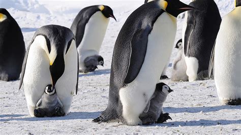 White And Black Penguin Penguins Snow Ice Baby Animals