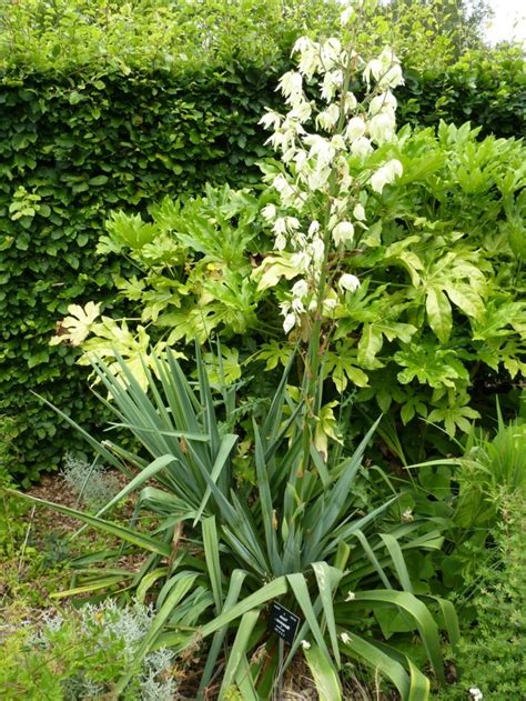 Sie möchten meerrettich im garten anpflanzen? Exotische Pflanzen im Garten: Informatives und Pflegetipps ...