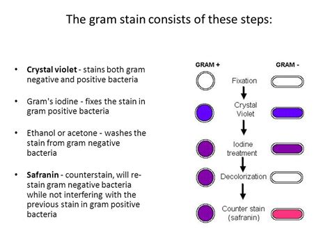 Gram Stain Shows Gram Negative Safety Pin Shaped Organisms 215 1 000
