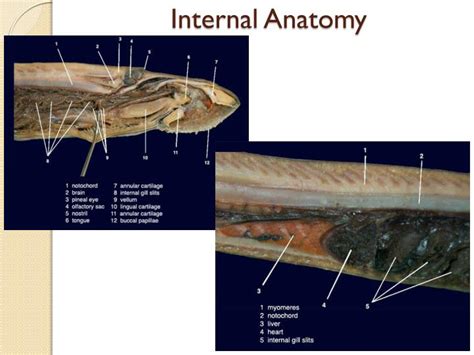 Ppt Sea Lamprey Dissection Powerpoint Presentation Id5656206