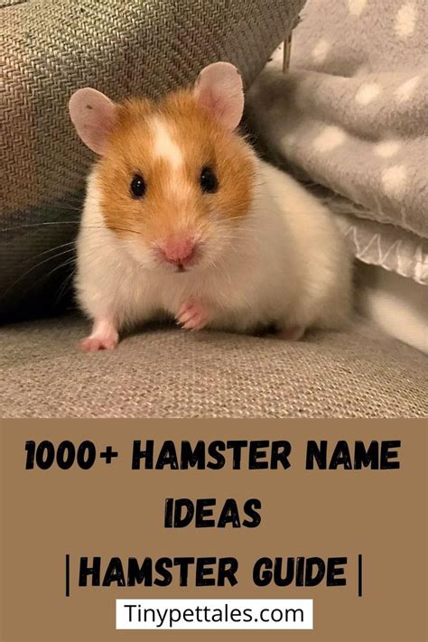 1000 Hamster Name Ideas Hamster Names For Boys And Girls Hamster
