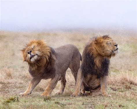 Richard Bernabe On Twitter Shake It Off Two Male Lions Shaking Off