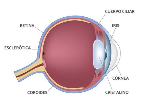 Anatomía Del Ojo Humano Estructura Y Explicación De Las Partes Del Ojo