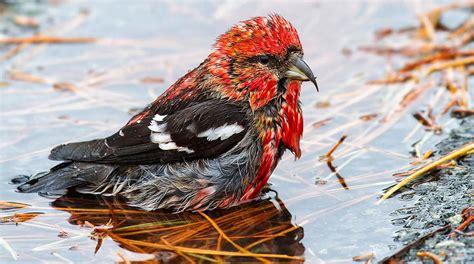 One call is a hard vibrant tchet, usually quickly doubled or given in a rapid chattering series of up to eight. White-winged Crossbill | White wings, Boreal forest, Bird ...