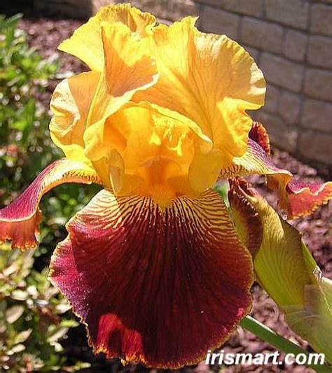 Maybe you would like to learn more about one of these? buenos Aires Tall Bearded Iris | Iris flowers, Heirlooms flowers, Bearded iris