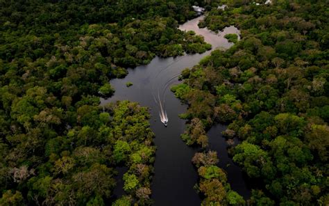 The Amazon Rainforest The Telegraph