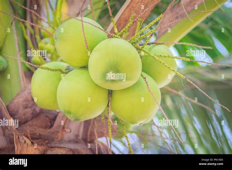 Closeup Of Green Coconuts On The Coconut Tree Stock Photo Alamy