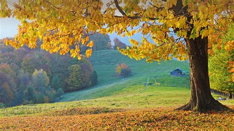 Beautiful Landscape With Magic Autumn Trees And Fallen Leaves In The