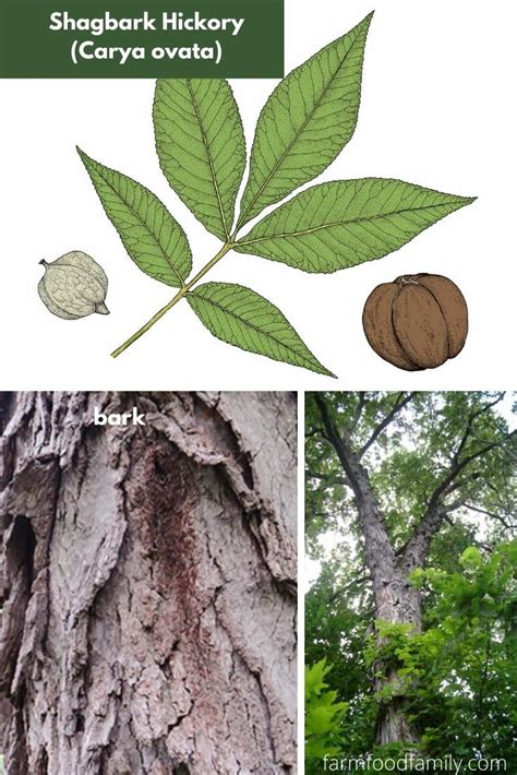12 Types Of Hickory Trees Leaves Bark And Nuts Identification