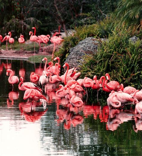 A Flock Of Flamingos Free Photo Download Freeimages