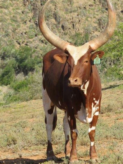 ramaphosa cattle price the new vision an ankole bull belonging to south african deputy