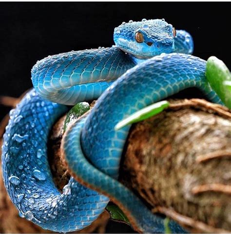 Blue Viper Snake Images Beautiful Snakes Pretty Snakes