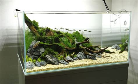 Aquariums aquascaping tools set long curved tweezer + plant substrate. An interview with George Farmer - Aquascape Awards Blog ...