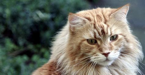 12 cara meningkatkan nafsu makan kucing, bikin sehat dan lincah. Mengenal Watak Kucing Maine Coon dan Cara Merawatnya
