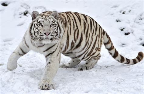 Tiger Predator Snow Winter Wallpaper 3200x2106 128100 Wallpaperup