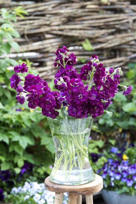You can find purple flowers in a variety of flower species; Matthiola incana, 'Anytime Series', 'Anytime Deep Purple ...
