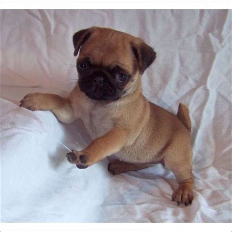 The pug was a popular pet of the buddhist monasteries in tibet. Pug Puppies For Sale | Maryland Heights, MO #275486