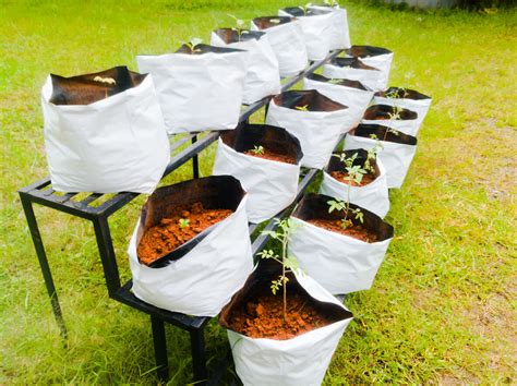 How To Start Gardening With Grow Bags For Vegetables And Fruits Food