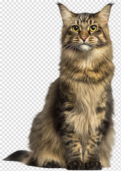 Like many cat breeds, maine coons and norwegian forest cats are prone to a progressive form of heart disease called feline hypertrophic cardiomyopathy. Maine Coon Asian Semi-longhair Norwegian Forest cat , Cat ...