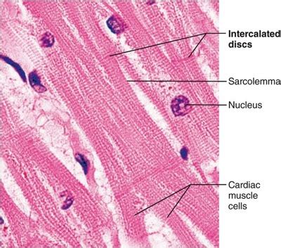 Microscope Cardiac Muscle Slide Micropedia